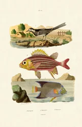 Willy Wagtail, 1833-39